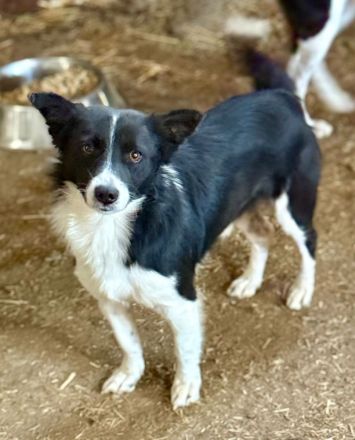 Jotz, klein und pfiffig, sucht ein freies Körbchen mit sympathischen Menschen