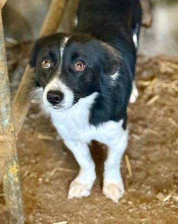 Jotz, klein und pfiffig, sucht ein freies Körbchen mit sympathischen Menschen