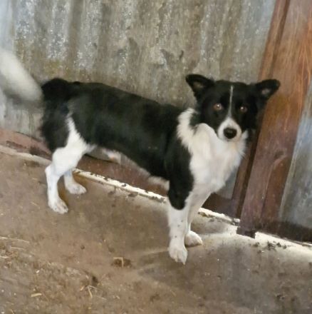 Jotz, klein und pfiffig, sucht ein freies Körbchen mit sympathischen Menschen