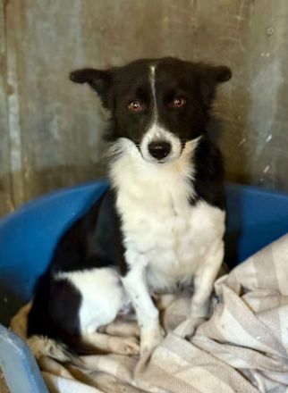 Jotz, klein und pfiffig, sucht ein freies Körbchen mit sympathischen Menschen