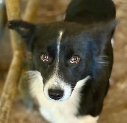 Jotz, klein und pfiffig, sucht ein freies Körbchen mit sympathischen Menschen