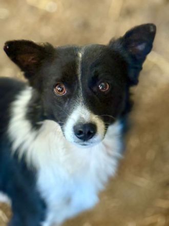 Jotz, klein und pfiffig, sucht ein freies Körbchen mit sympathischen Menschen