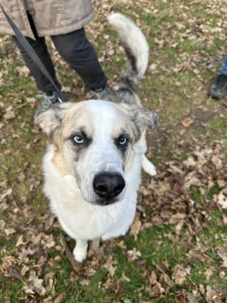 Wurfankündigung Husky-Aussie-Labrador-Schäferhund Welpen