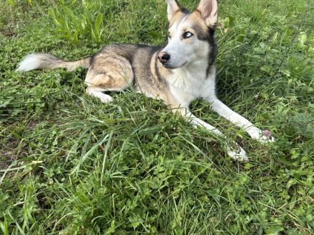 Wurfankündigung Husky-Aussie-Labrador-Schäferhund Welpen