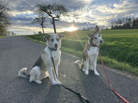 Wurfankündigung Husky-Aussie-Labrador-Schäferhund Welpen