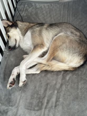 Wurfankündigung Husky-Aussie-Labrador-Schäferhund Welpen