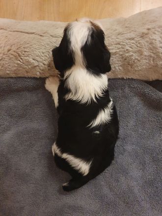 Cavalier-King-Charles-Spaniel-Welpe, Rüde, tricolour