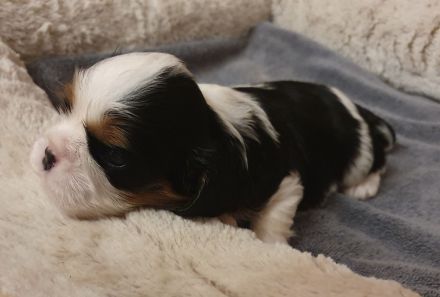 Cavalier-King-Charles-Spaniel-Welpe, Rüde, tricolour