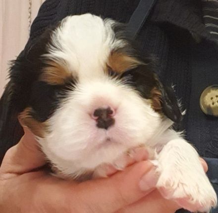 Cavalier-King-Charles-Spaniel-Welpe, Rüde, tricolour