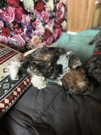 Bolonka zwetna Rüde zum Liebhaben mit Platz im Herzen und auf der Couch