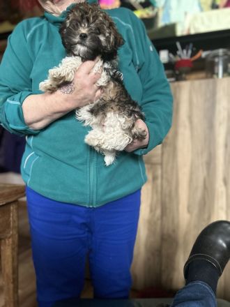 Bolonka zwetna Rüde zum Liebhaben mit Platz im Herzen und auf der Couch
