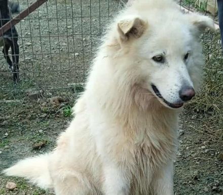 Mischlingsrüde Toby