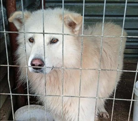 Mischlingsrüde Toby