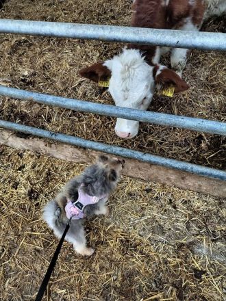 Pomeranian Maki verträglich verschmust verspielt