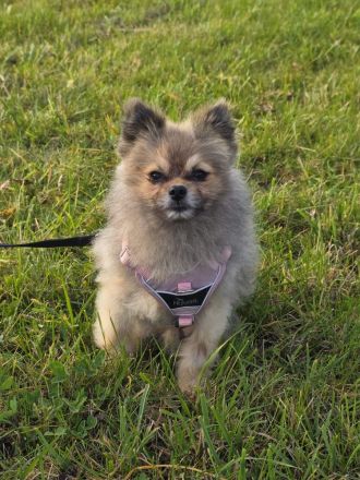 Pomeranian Maki verträglich verschmust verspielt