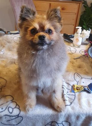 Pomeranian Maki verträglich verschmust verspielt