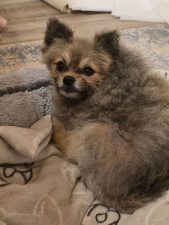 Pomeranian Maki verträglich verschmust verspielt