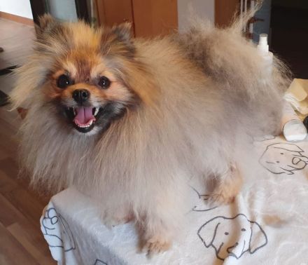 Pomeranian Maki verträglich verschmust verspielt
