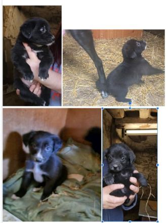 Labrador Welpen suchen ❤️Traum Zuhause ❤️