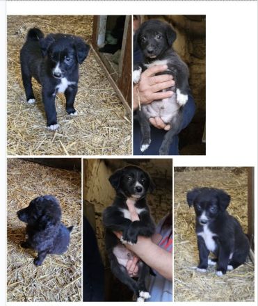 Labrador Welpen suchen ❤️Traum Zuhause ❤️