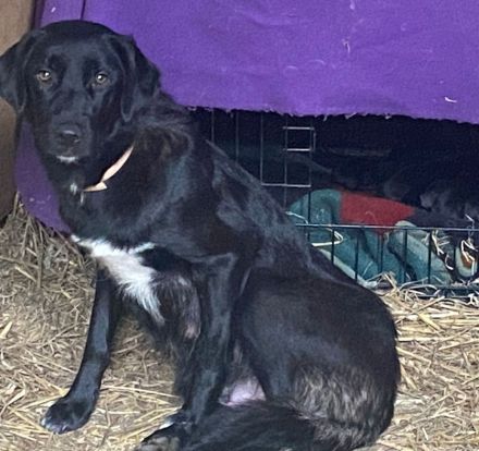 Labrador Welpen suchen ❤️Traum Zuhause ❤️