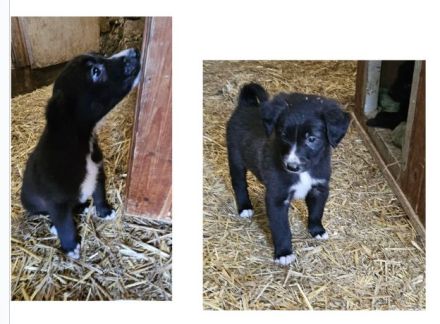 Labrador Welpen suchen ❤️Traum Zuhause ❤️