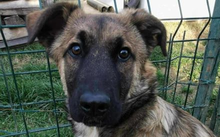 Scheues Hundekind Lucy sucht Heimat