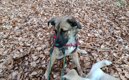 Hundekind Lucy sucht Heimat