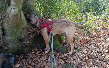 Hundekind Lucy sucht Heimat