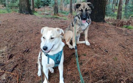 Hundekind Lucy sucht Heimat