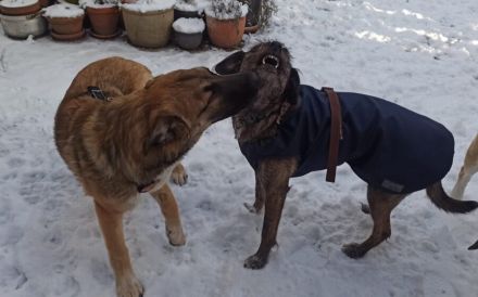 Hundekind Lucy sucht Heimat