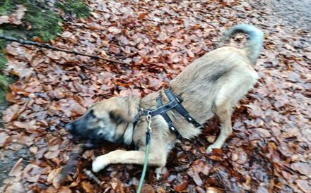 Hundekind Lucy sucht Heimat