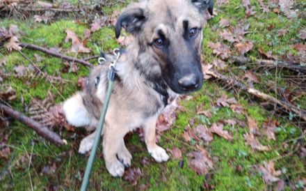 Hundekind Lucy sucht Heimat