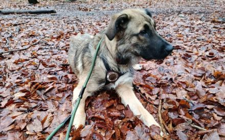 Hundekind Lucy sucht Heimat