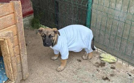 Scheues Hundekind Lucy sucht Heimat