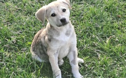 Kleine Kämpferin Lille sucht ein Zuhause