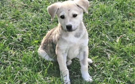 Kleine Kämpferin Lille sucht ein Zuhause