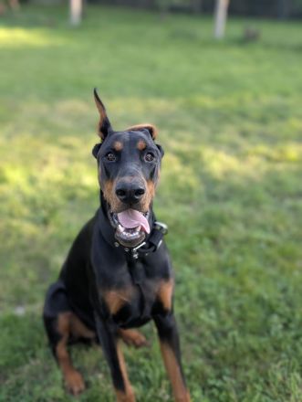 Liebevolle und erfahrene Hände für meinen jungen Dobermann-Rüden gesucht