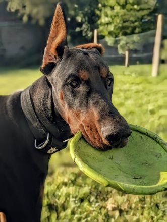 Liebevolle und erfahrene Hände für meinen jungen Dobermann-Rüden gesucht