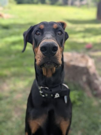 Liebevolle und erfahrene Hände für meinen jungen Dobermann-Rüden gesucht