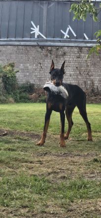 Liebevolle und erfahrene Hände für meinen jungen Dobermann-Rüden gesucht