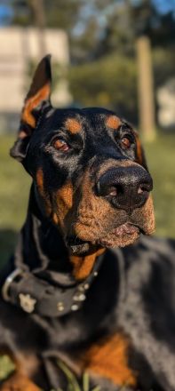 Liebevolle und erfahrene Hände für meinen jungen Dobermann-Rüden gesucht