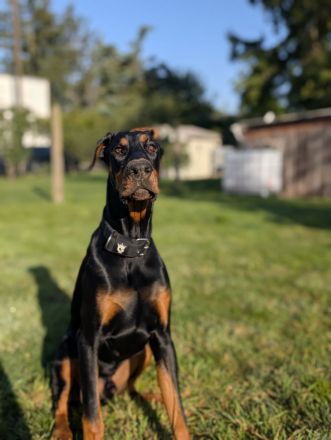 Liebevolle und erfahrene Hände für meinen jungen Dobermann-Rüden gesucht