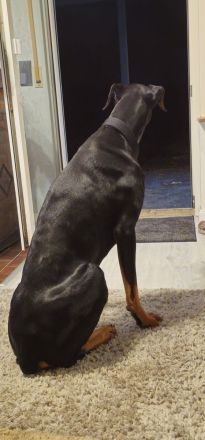 Liebevolle und erfahrene Hände für meinen jungen Dobermann-Rüden gesucht