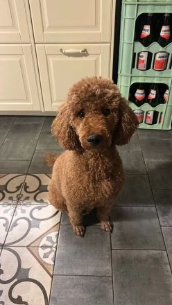 Letzter Zwergpudel-Junge - bildhübsch, gesund & ab 20.12. bereit