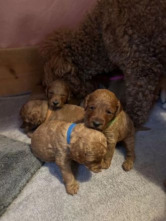 Pudel / Kleinpudel Welpen liebevoll im Familienalltag aufgezogen