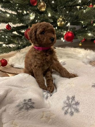 Letzter Zwergpudel-Junge - bildhübsch, gesund & ab 20.12. bereit