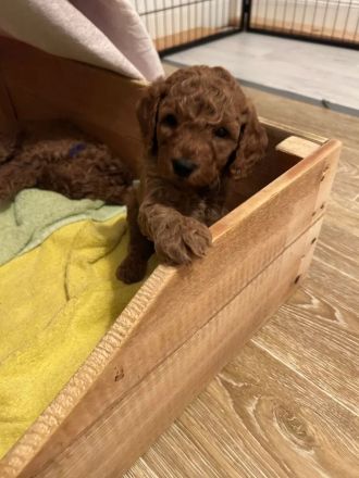 Letzter Zwergpudel-Junge - bildhübsch, gesund & ab 20.12. bereit