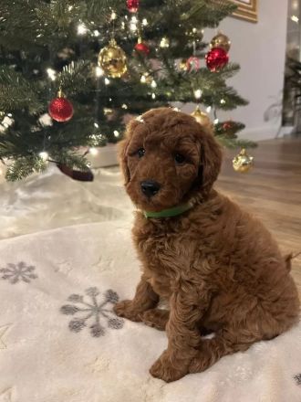 Letzter Zwergpudel-Junge - bildhübsch, gesund & ab 20.12. bereit