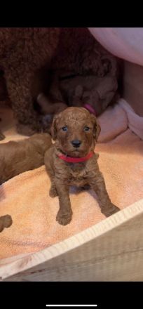 Pudel / Kleinpudel Welpen liebevoll im Familienalltag aufgezogen